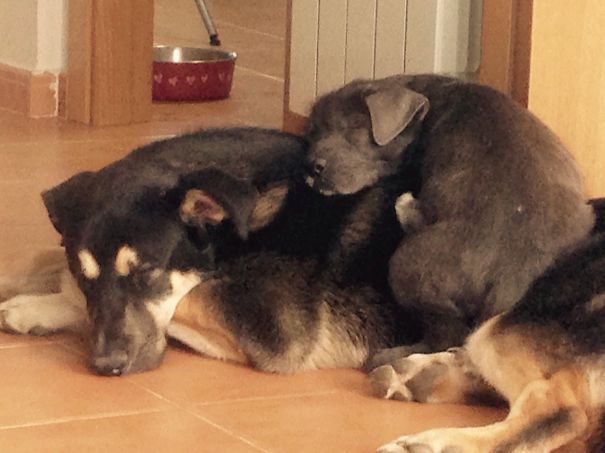 Hermanos Inseparables