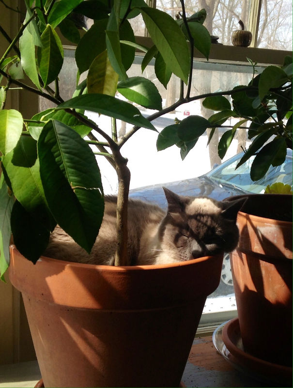 Lily Likes To Garden