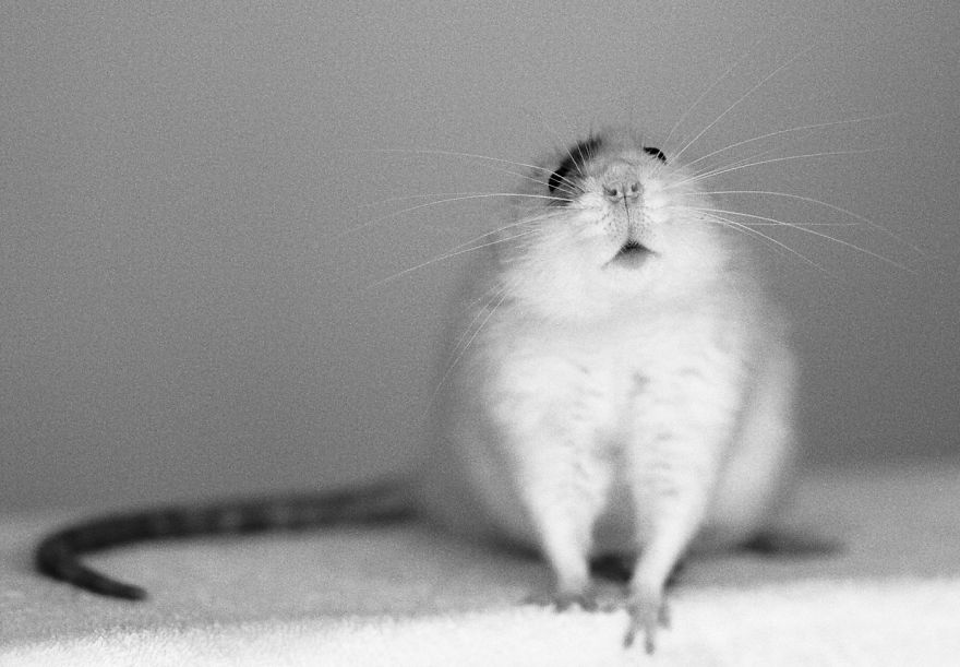 Little Buddy… ©olivier Bernacchi