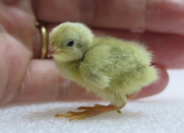 Baby Quail