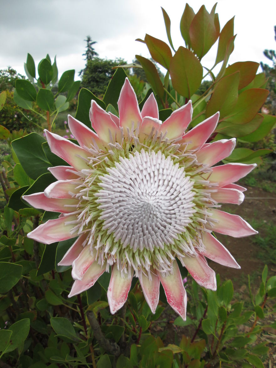 King Protea - Maui