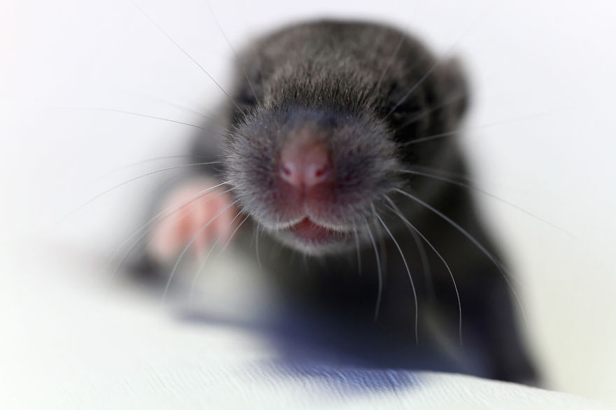 Cute Baby Buddy ©olivierbernacchi