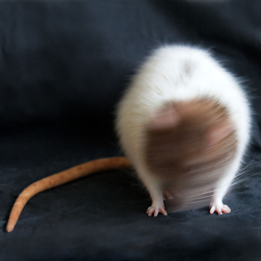 Buddy Refuses The Picture… ©olivierbernacchi