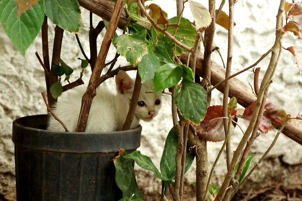 Potted Kitty