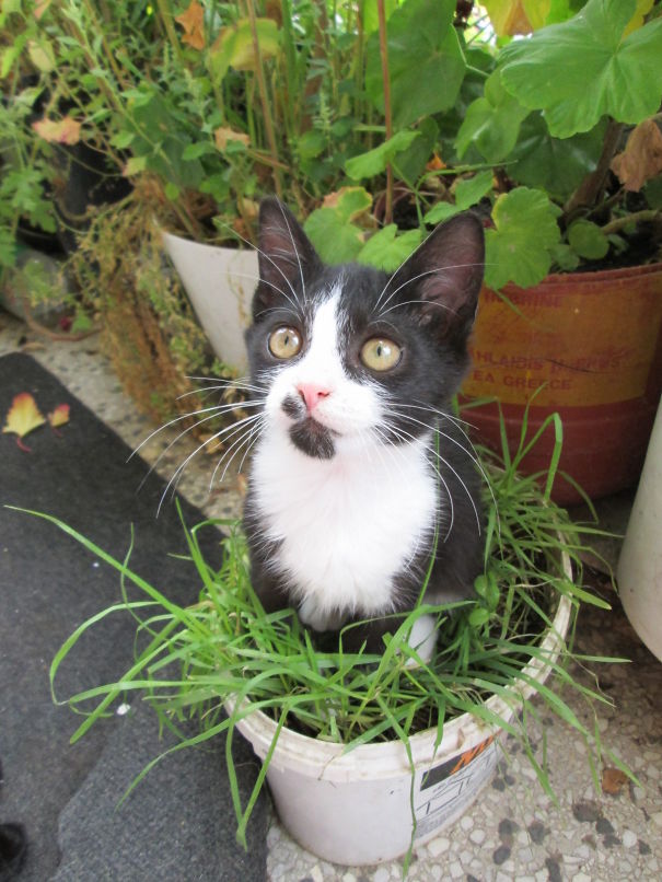 My Special Plant- Boško