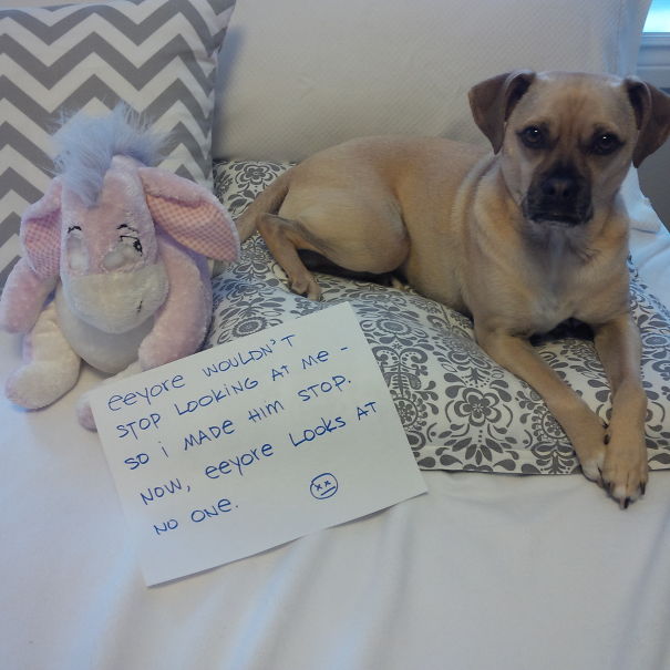 Dog sitting on a couch next to a stuffed Eeyore toy with a sign shaming the dog for its behavior.