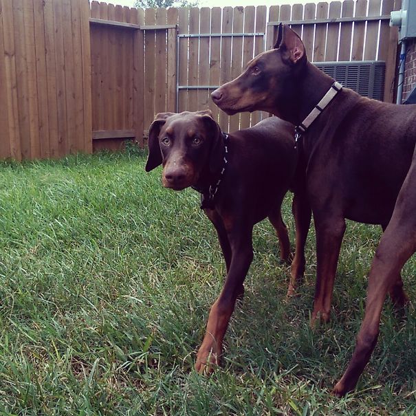 Siblings, Zoey & Enzo!!