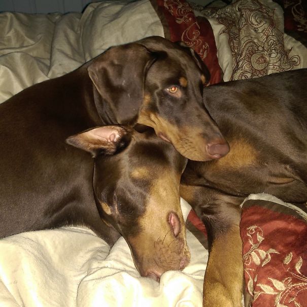 Enzo (floppy Ears) And Zoey (cropped Ears), Aka Brother & Sister!! :)
