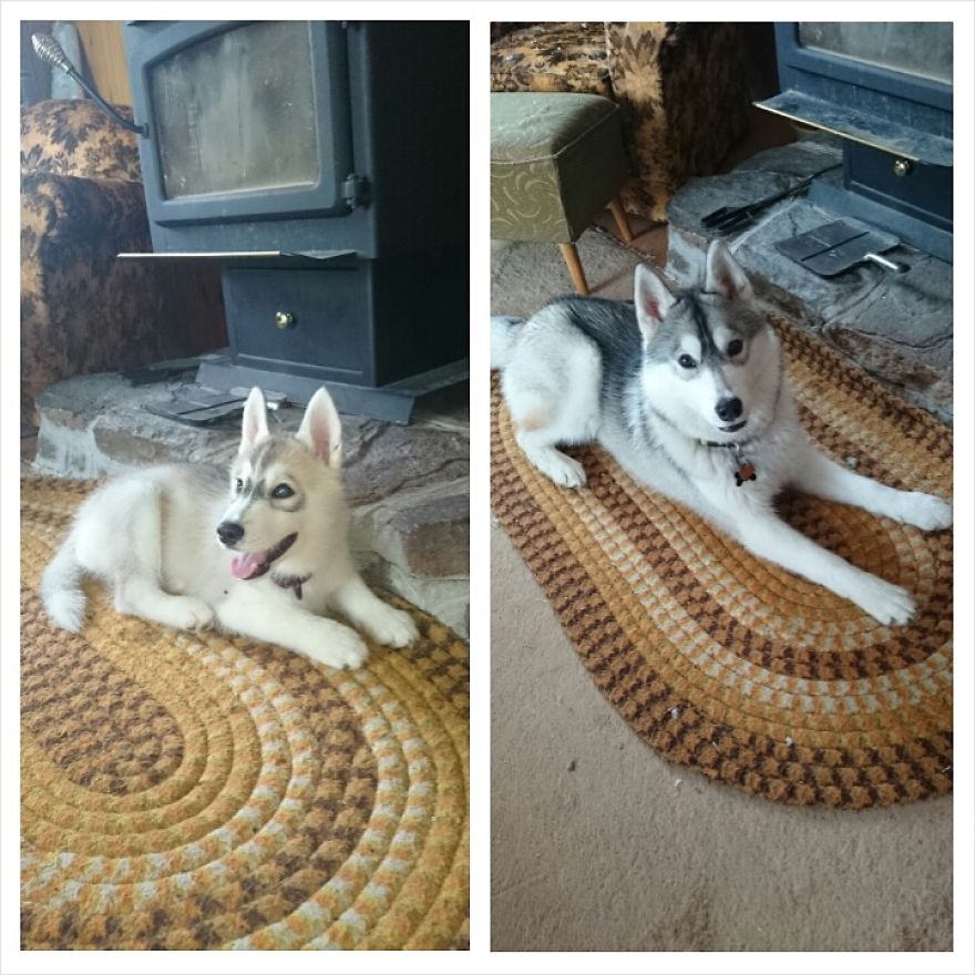 Jasper At 3 Months And 7 Months.