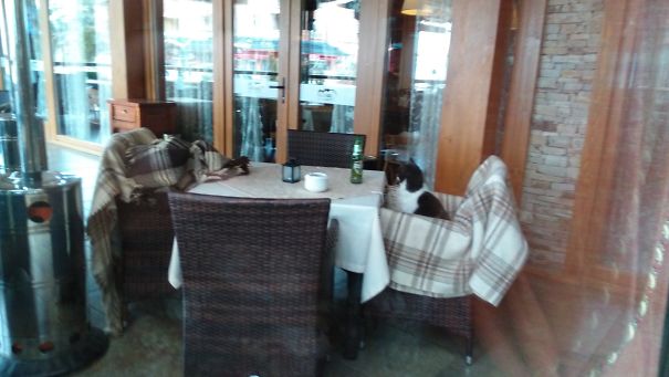 Starting The Day With A Beer.... A Cat Beer