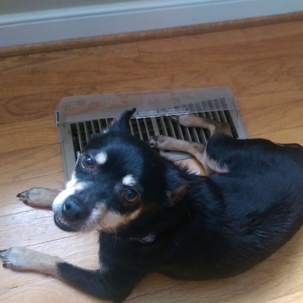 Smart And He Knows It