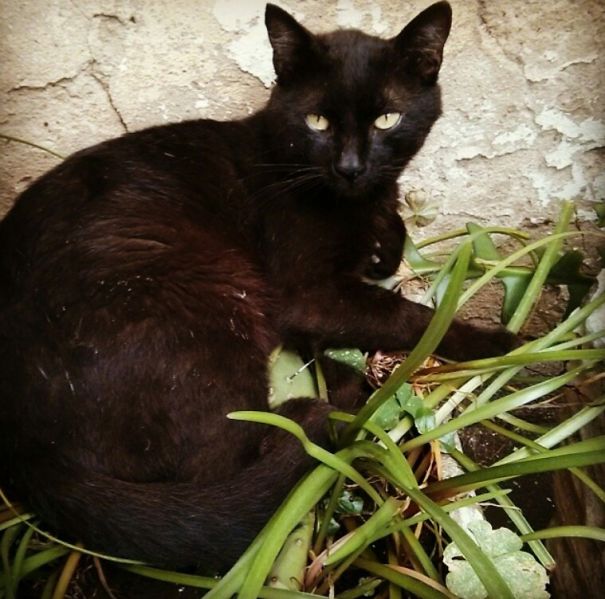Hardcore Kitty Rests On Cactus