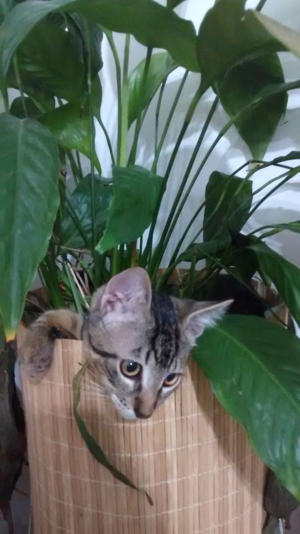 Gato Rock Na Plantinha