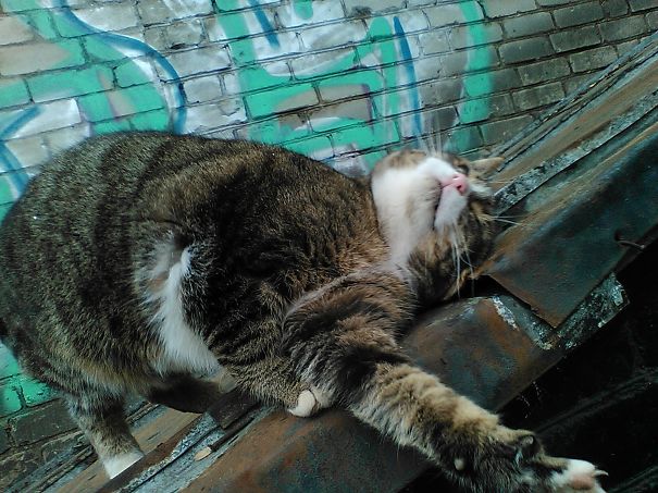 Street Cat