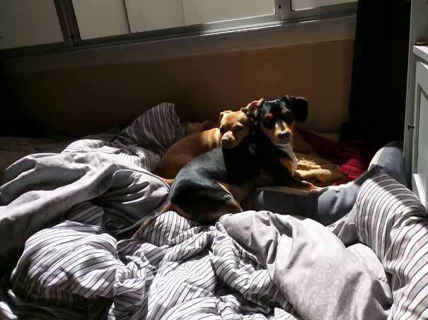 Brothers From Another Mother