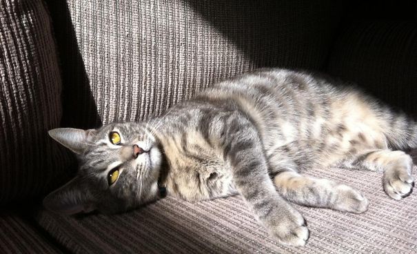 Smoked Salmon Dreaming...