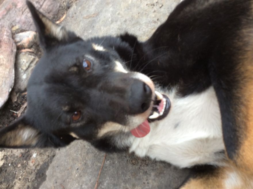 What It's Like Living With A Dingo