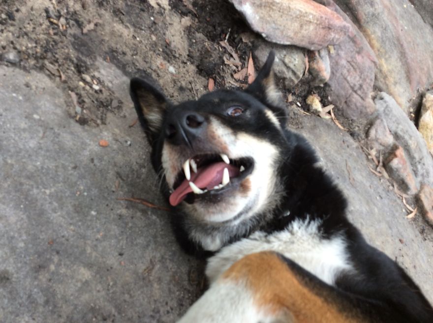 What It's Like Living With A Dingo