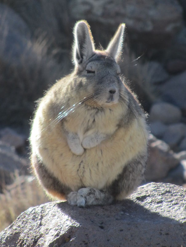 Viscacha Basking In Chile
