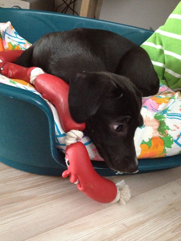 My Sausages... Don't Touch Them! :d