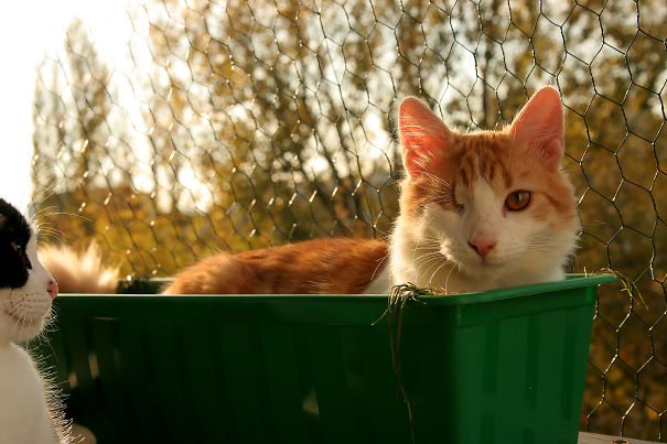 Mr. Eye In Flowerpot.