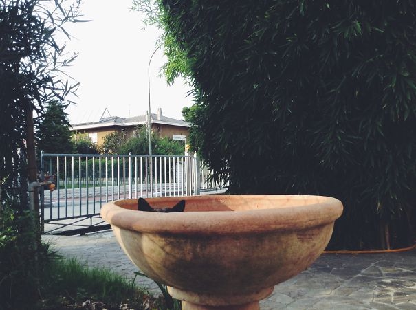 I S-pot-ted The Cat!