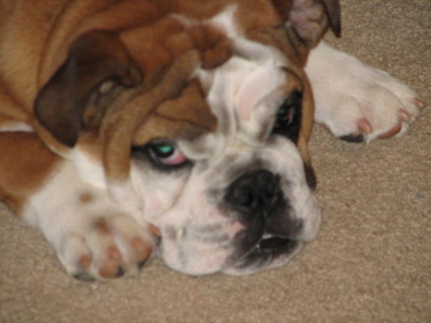 Tired Bulldog Pout