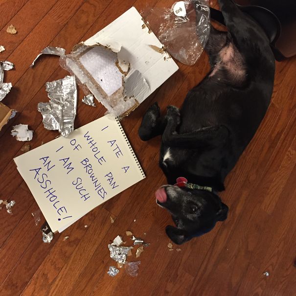 Black dog lying on wooden floor surrounded by torn brownie pan and foil, being shamed for their dog crimes.