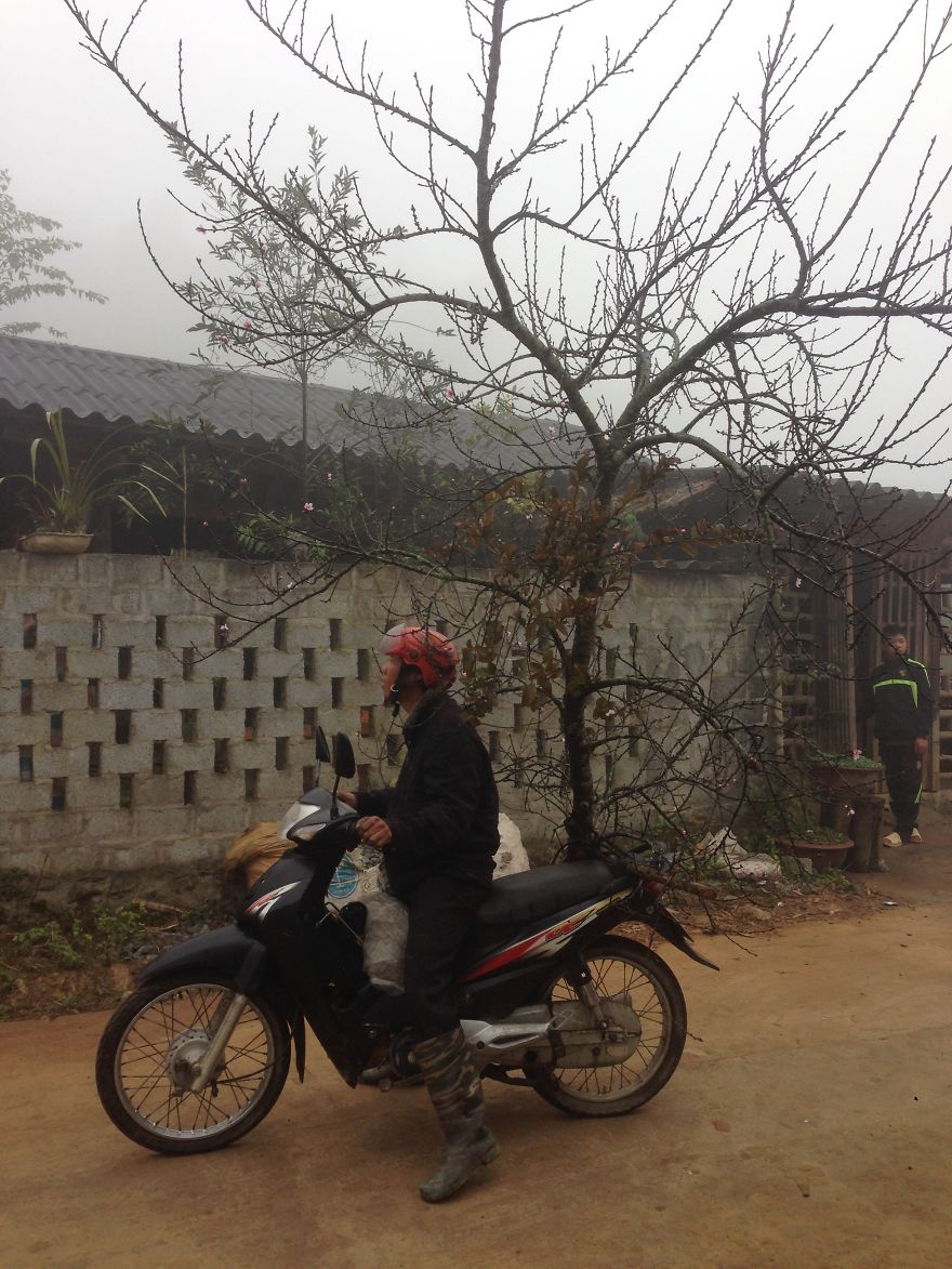 Cherry Tree Transport For The Tet Holiday - Sa Pa, Vietnam - Wemustdash.com
