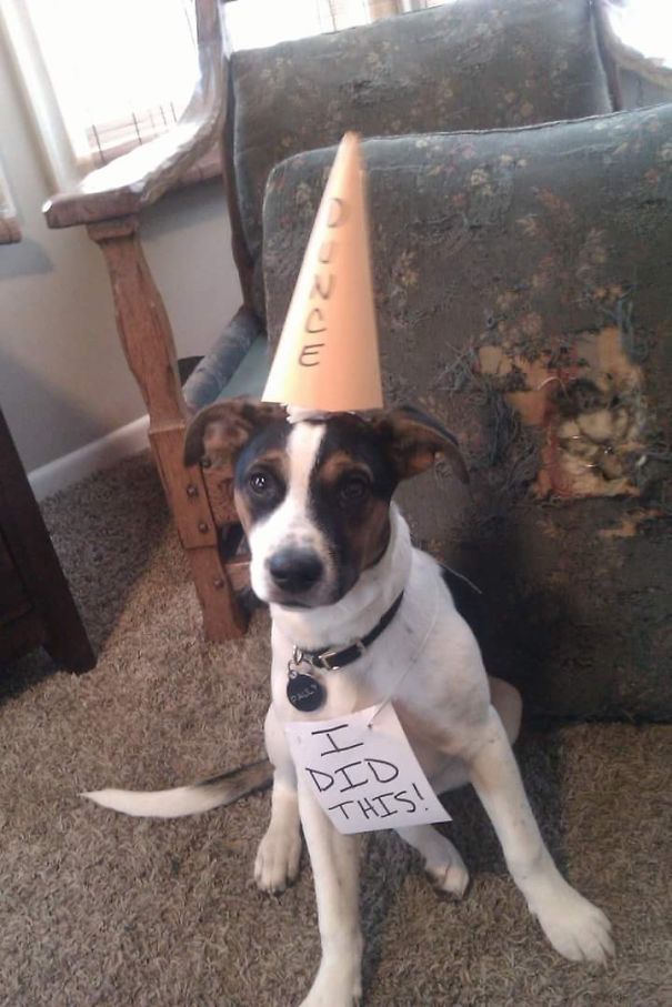 Dog wearing a d***e hat and a sign saying I did this, part of a collection of dogs being shamed for their crimes.