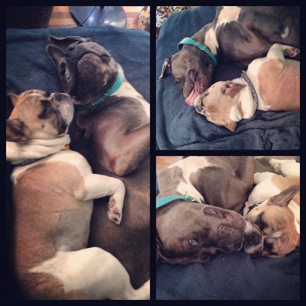 Unconditional Italian Mastiff & Frenchie Love