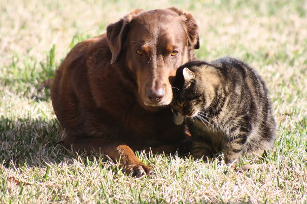 Charlie And Randall - Buds (my Dog And Cat)