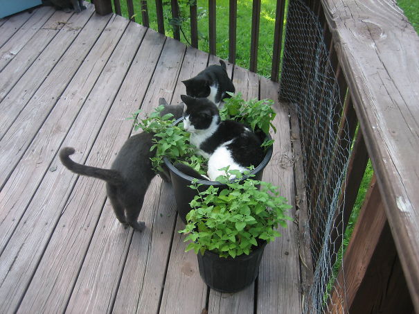 Delilah And Her Catnip