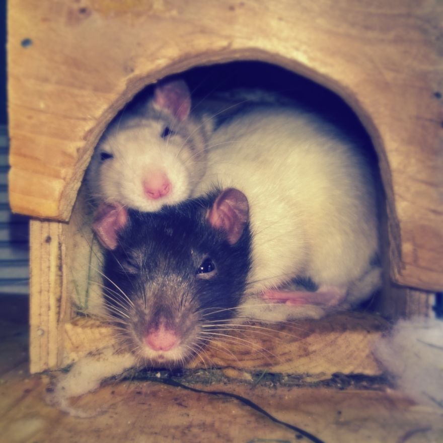 My Babies Typhon And Tsunamie