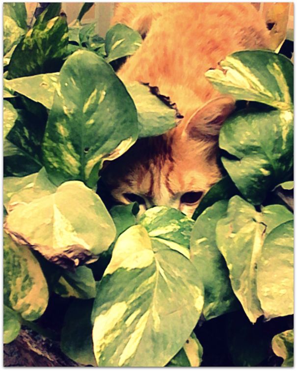 Mom Told Me To Water The Plant