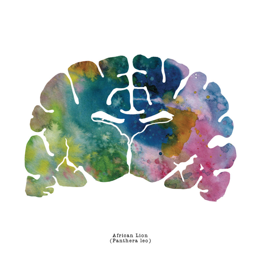 I Watercolor Animal Brain Scans I Watercolor Animal Brain Scans