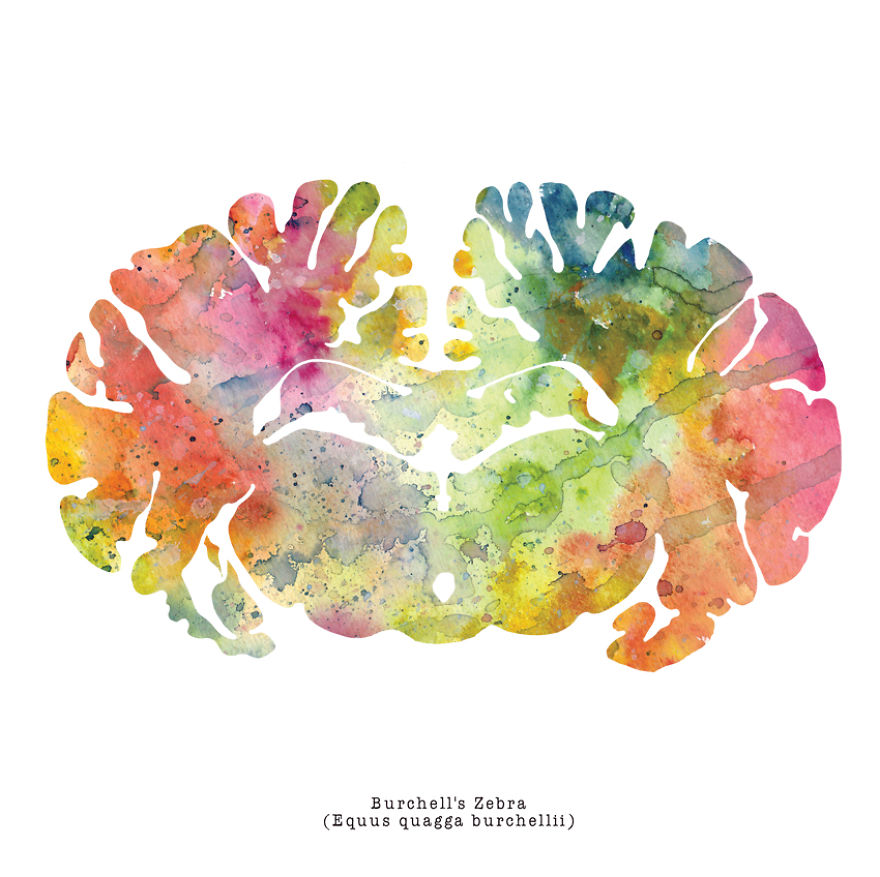 I Watercolor Animal Brain Scans I Watercolor Animal Brain Scans