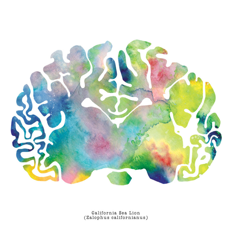 I Watercolor Animal Brain Scans I Watercolor Animal Brain Scans