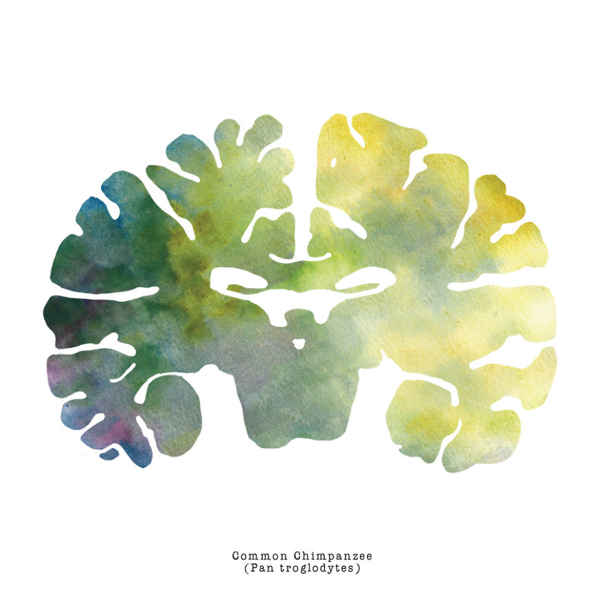 I Watercolor Animal Brain Scans I Watercolor Animal Brain Scans