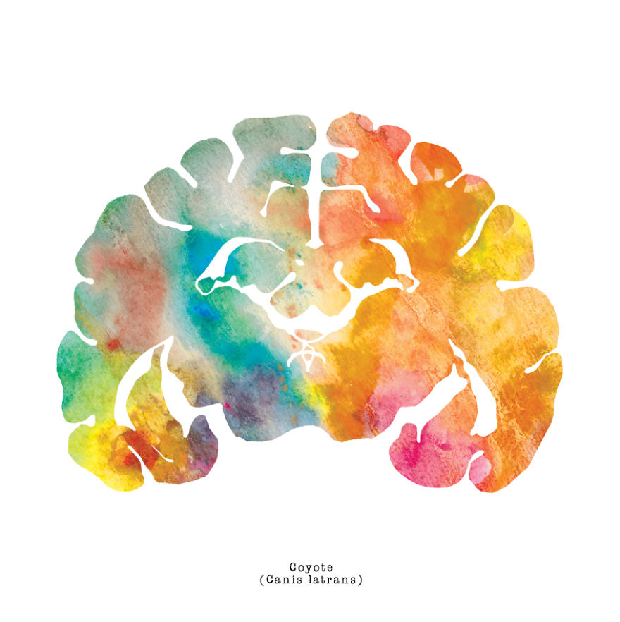 I Watercolor Animal Brain Scans I Watercolor Animal Brain Scans