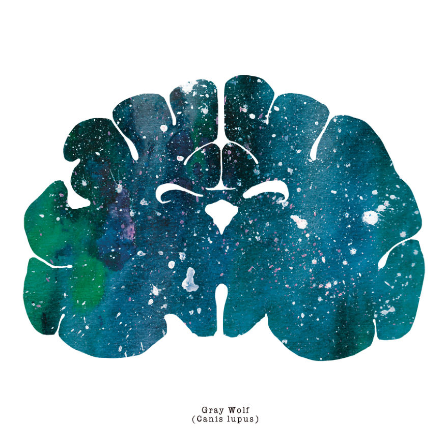 I Watercolor Animal Brain Scans I Watercolor Animal Brain Scans