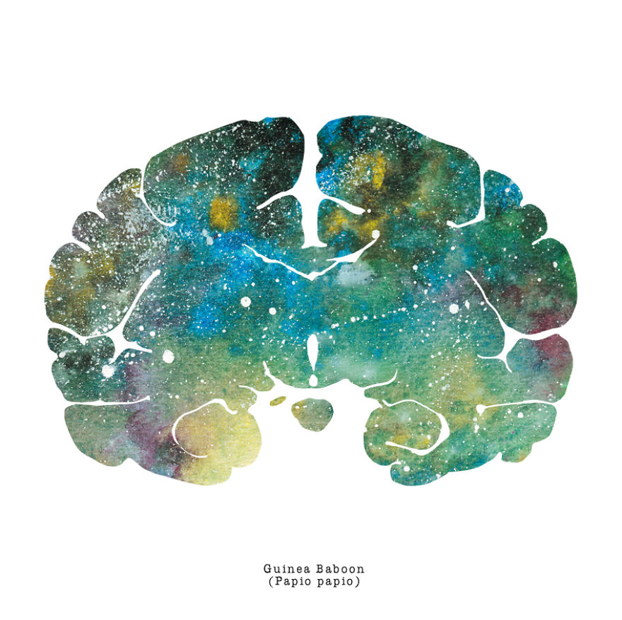 I Watercolor Animal Brain Scans I Watercolor Animal Brain Scans