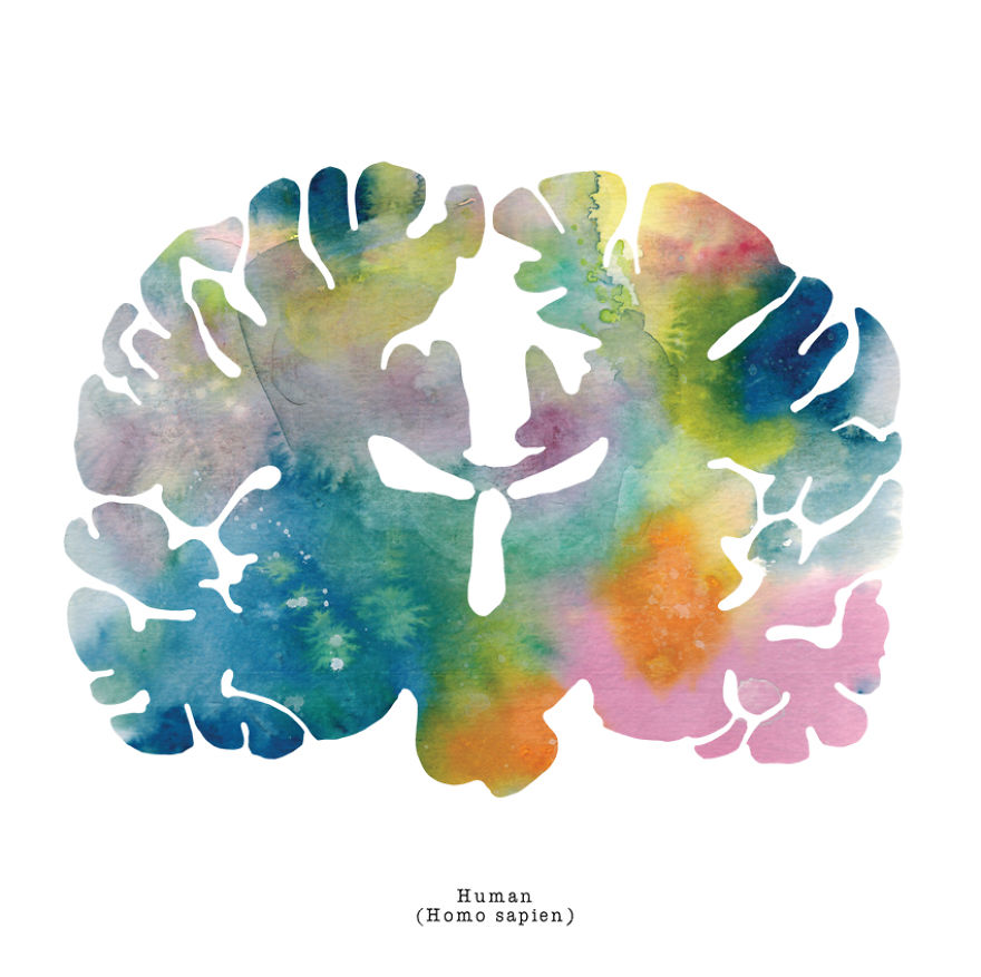 I Watercolor Animal Brain Scans I Watercolor Animal Brain Scans