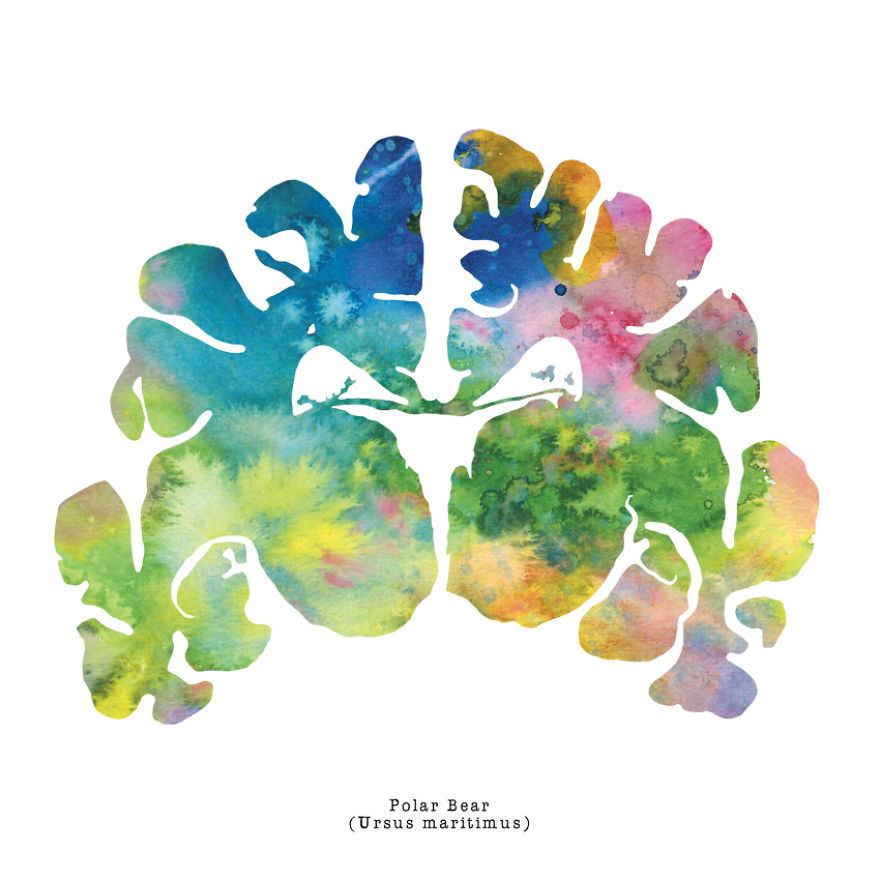 I Watercolor Animal Brain Scans I Watercolor Animal Brain Scans