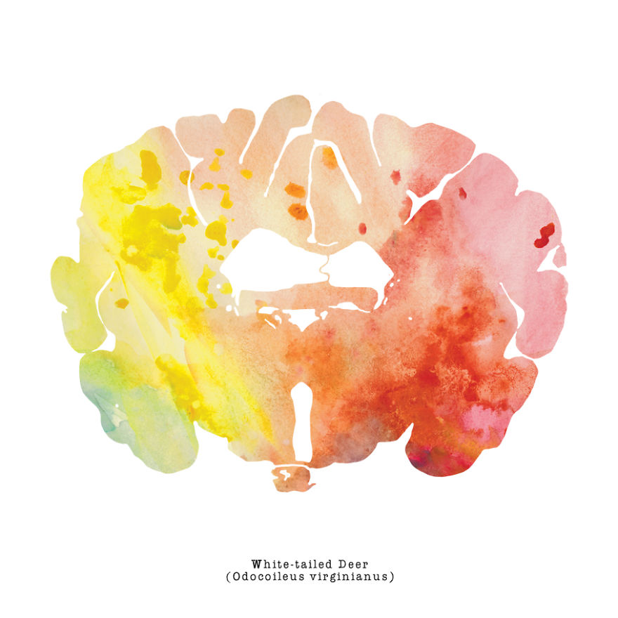 I Watercolor Animal Brain Scans I Watercolor Animal Brain Scans