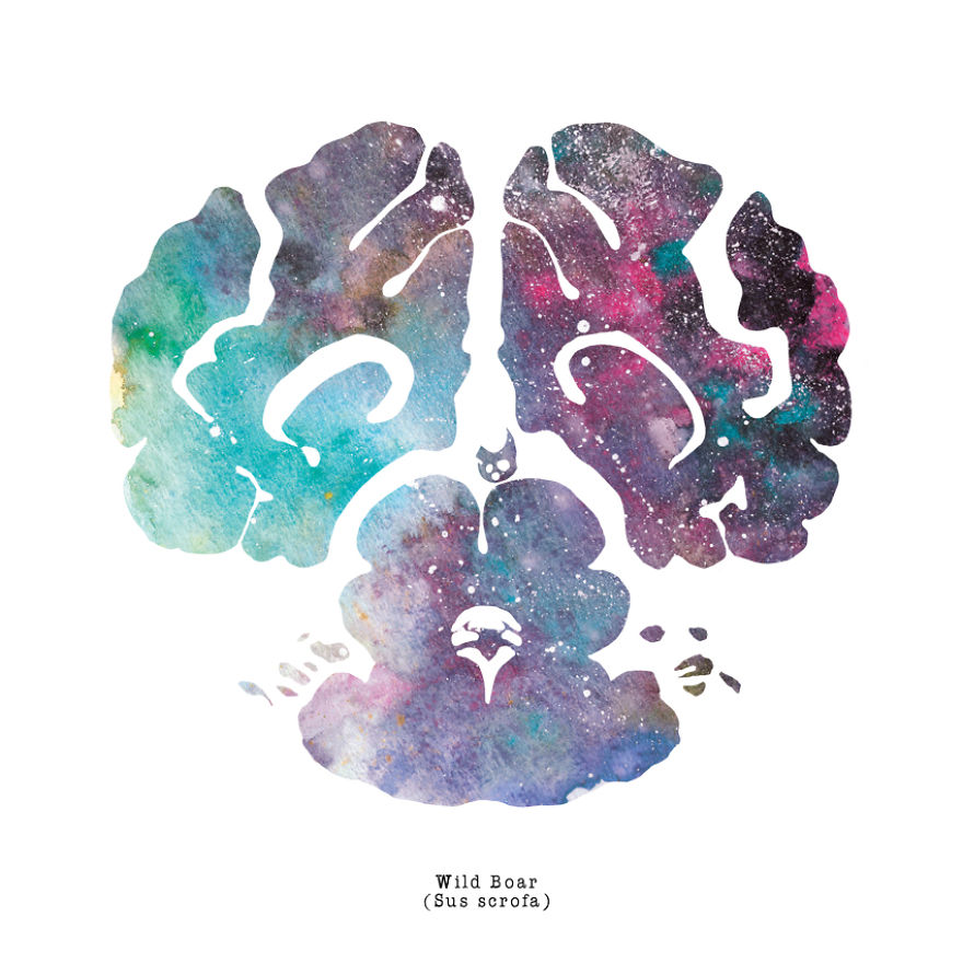 I Watercolor Animal Brain Scans I Watercolor Animal Brain Scans