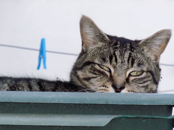 Buzby Loved This Trough - But Not Being Disturbed