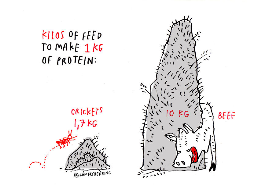 Jungle Bar: On A Mission To Normalize Edible Insects!