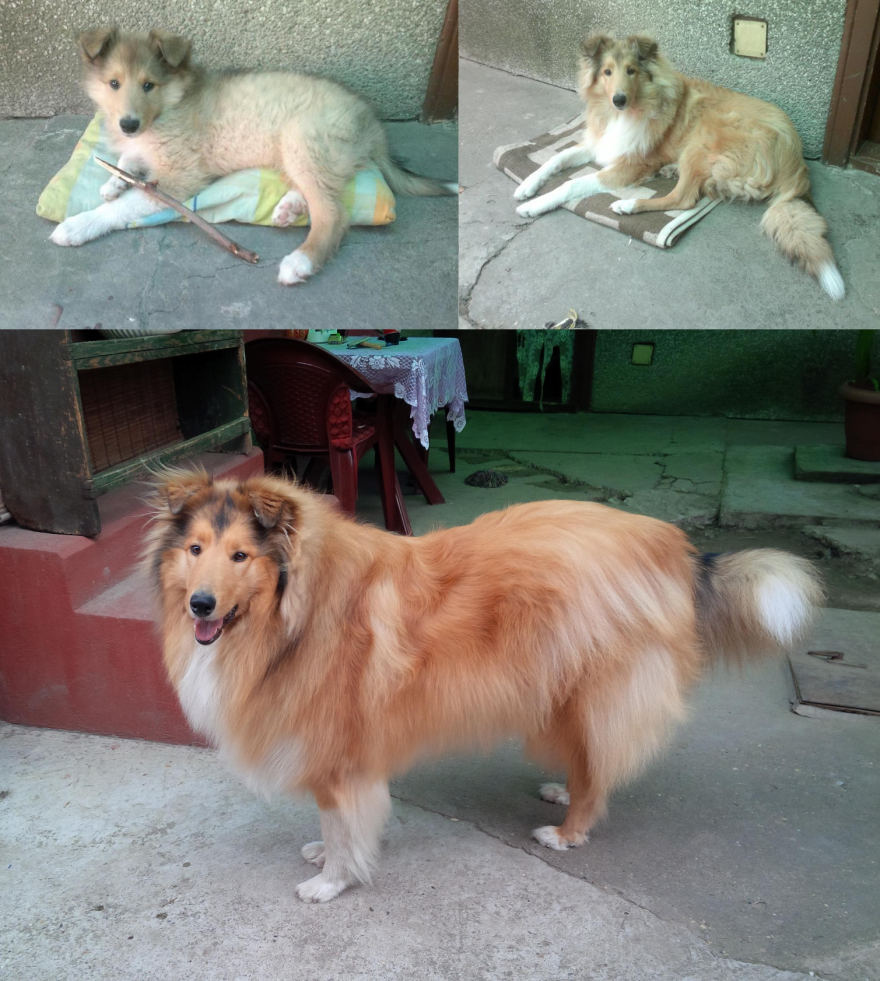 Leo 2 Months, 6 Months And 2 Years Old