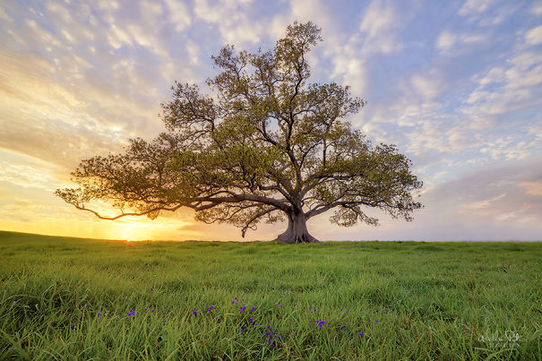 It's Ok To Stand Alone: I Take Pictures Of Lone Trees